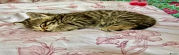 Siberian cats for sale: Gorgeous Fluffy Kittens! - Advert 6