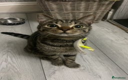 Mixed Breed cats for sale: Female Tabby for sale - Advert 4