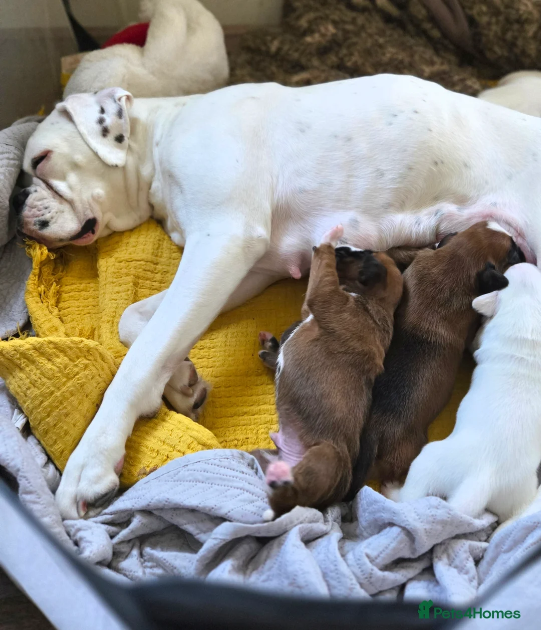 Boxer dogs for sale: Boxer puppies looking for their forever homes  - Advert 2