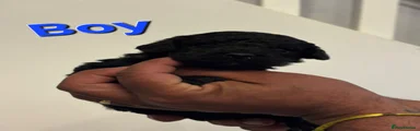 Cockapoo 1