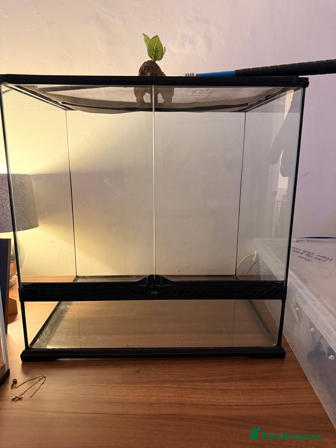 Turtle reptiles for sale: Jaw snapping turtle - Image 2