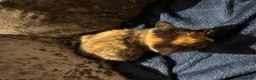 Mixed Breed cats for sale: Two stunning half British blue kittens for sale - Advert 8