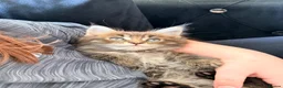 Maine Coon cats for sale: Maine coon boys and girls available now  - Advert 1