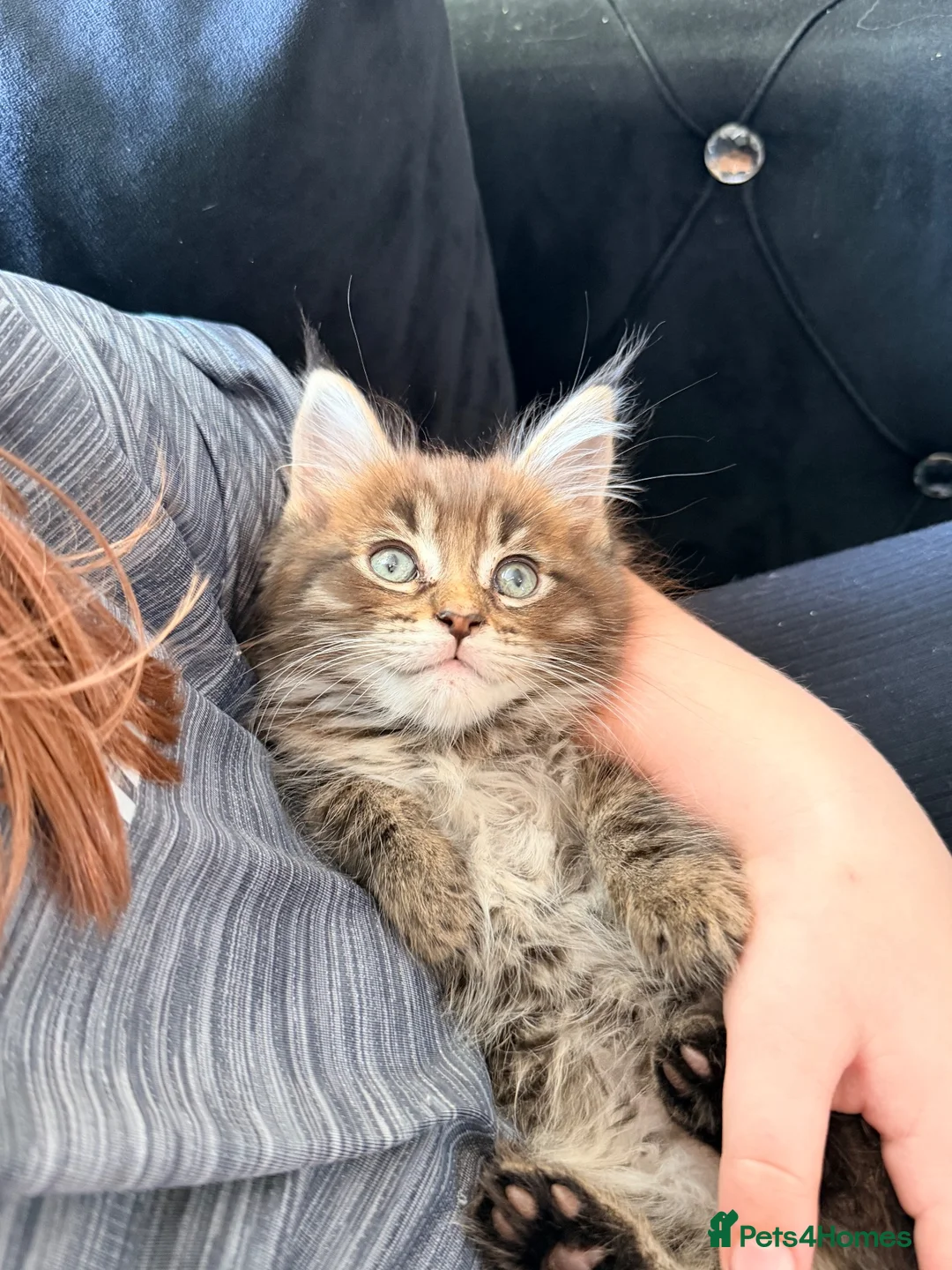 Maine Coon cats for sale: Maine coon boys and girls available now  - Advert 1
