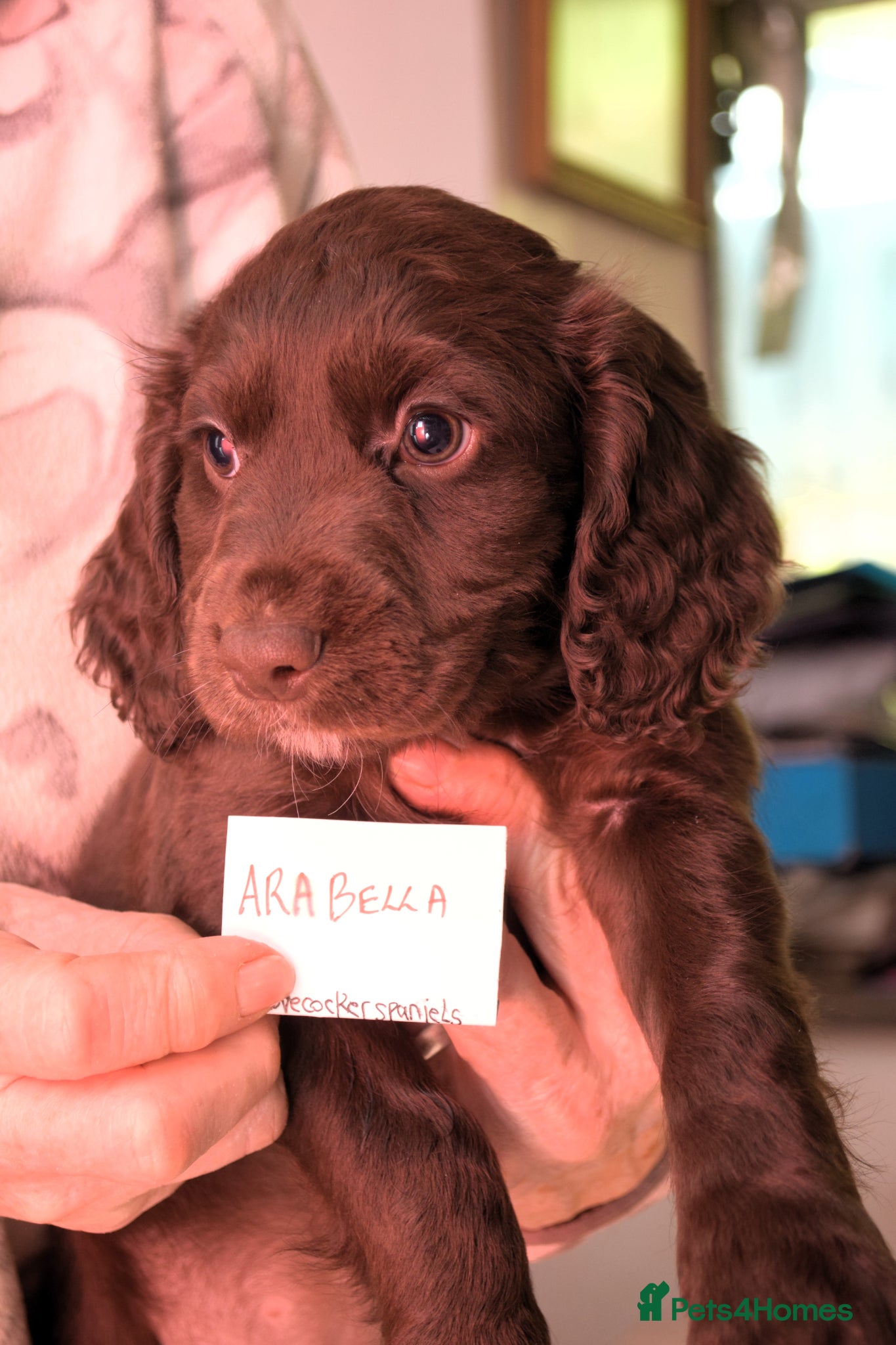 Cocker Spaniel dogs ✨ DNA Tested K.C. Work Cocker Licensed Breeder ✨ - Advert 2