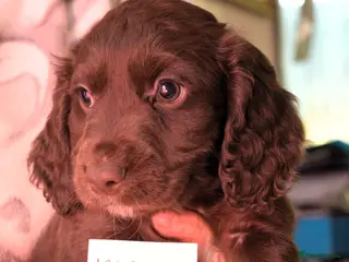 Cocker Spaniel dogs ✨ DNA Tested K.C. Work Cocker Licensed Breeder ✨ - Advert 2