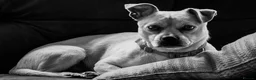 Mixed Breed dogs for adoption: Cute Jamala needs a new home! - Advert 6