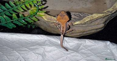 Leopard Gecko reptiles crested geckos - possible a full setup  - Advert 5