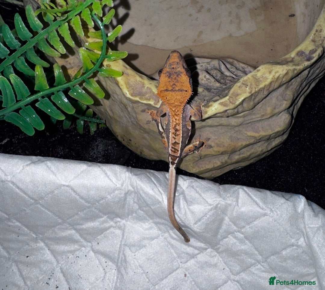 Leopard Gecko reptiles for sale: crested geckos - possible a full setup  - Advert 3