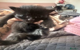 British Longhair cats for sale: X5 ragdoll crossbreed kitten polydactyl  - Advert 16