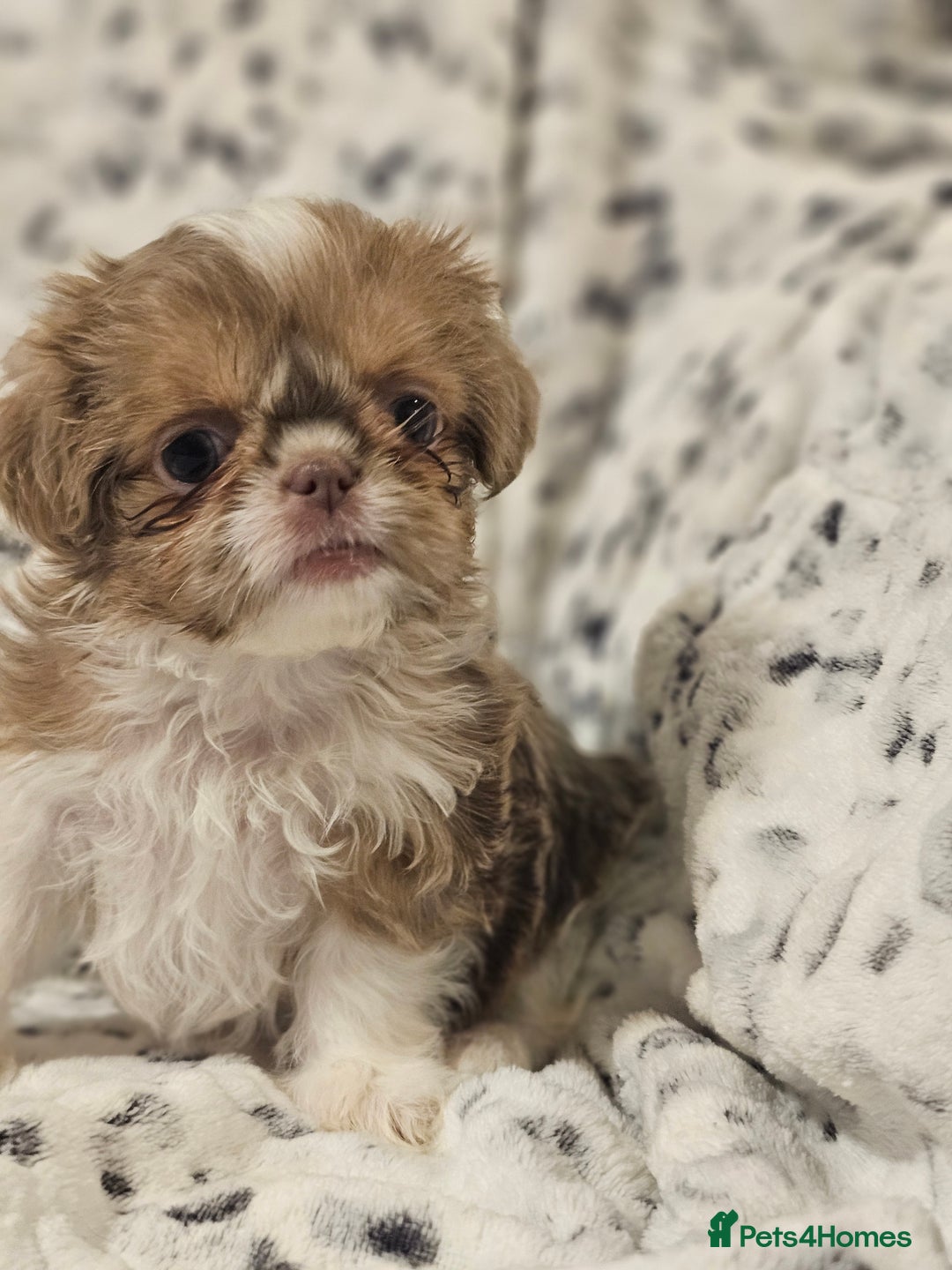 Shih Tzu dogs for sale: Beautiful shih tzu puppies  - Advert 22
