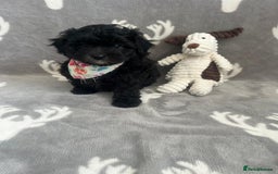 Maltipoo dogs for sale: 🤩 1 stunning male F1 Maltipoo 🤩 - Image 9