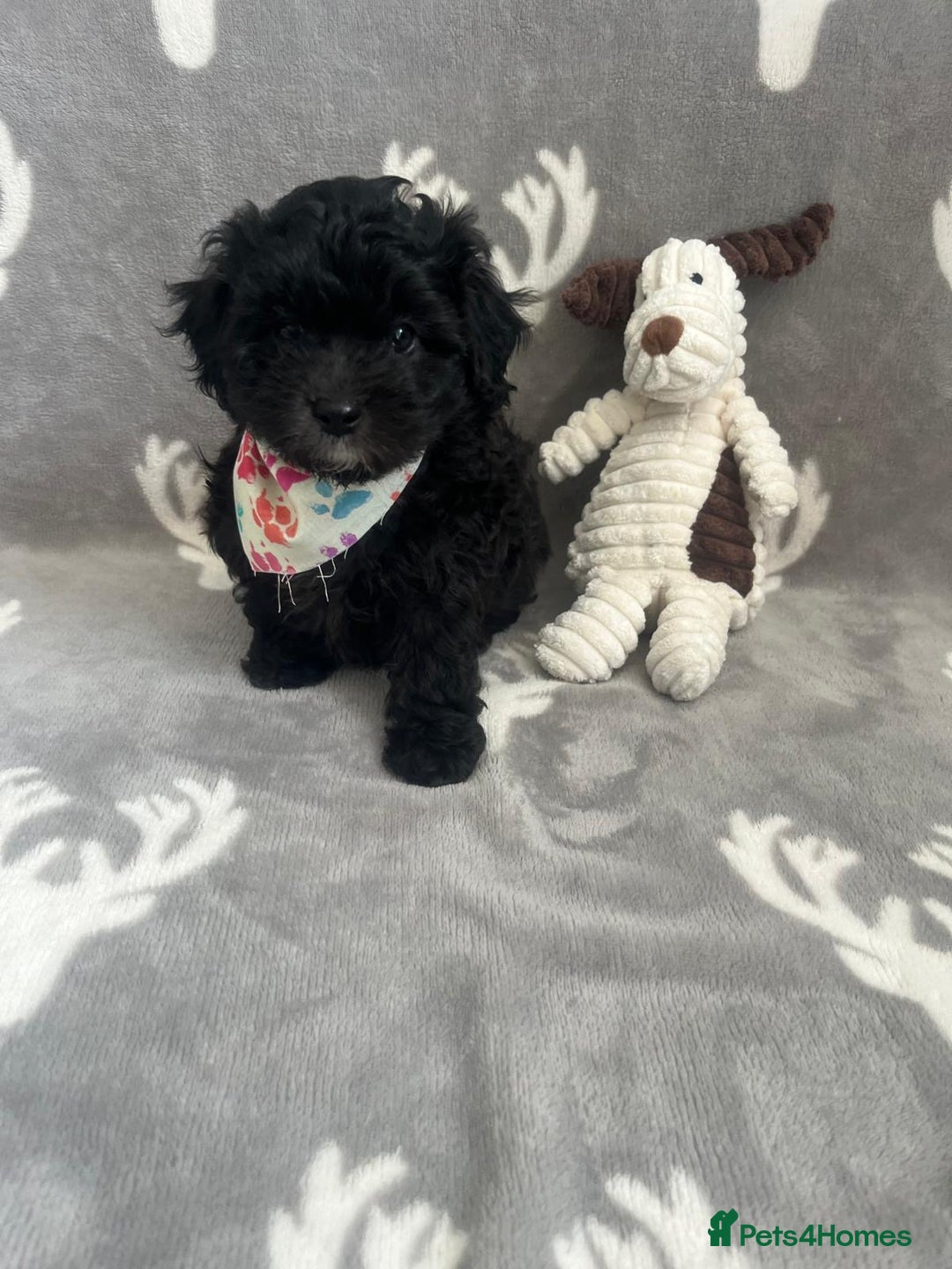 Maltipoo dogs for sale: 🤩 1 stunning male F1 Maltipoo 🤩 - Image 9