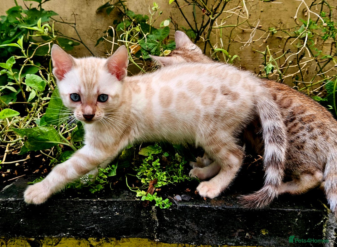 Bengal cats for sale: Bengal kittens  - Advert 10