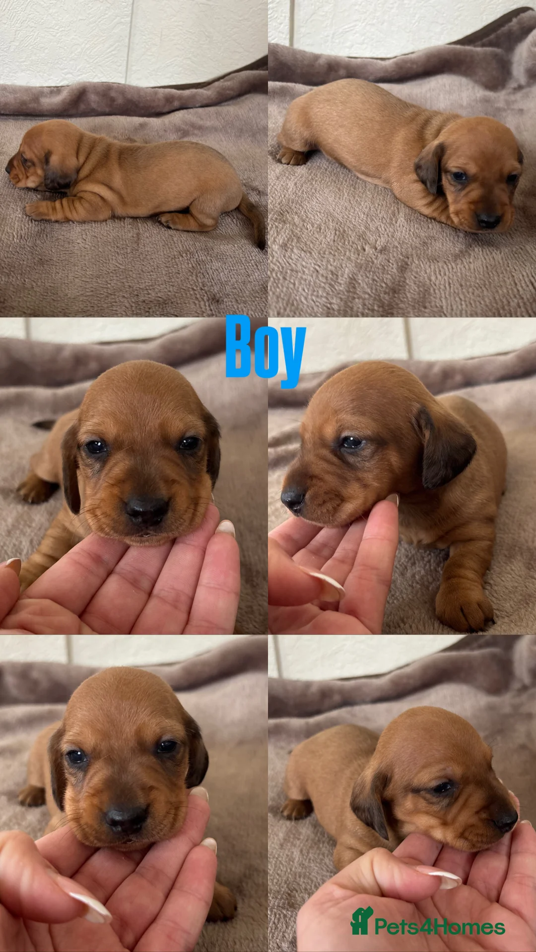 Dachshund dogs for sale: 7 gorgeous minature dachshund puppy’s🐶 - Advert 7