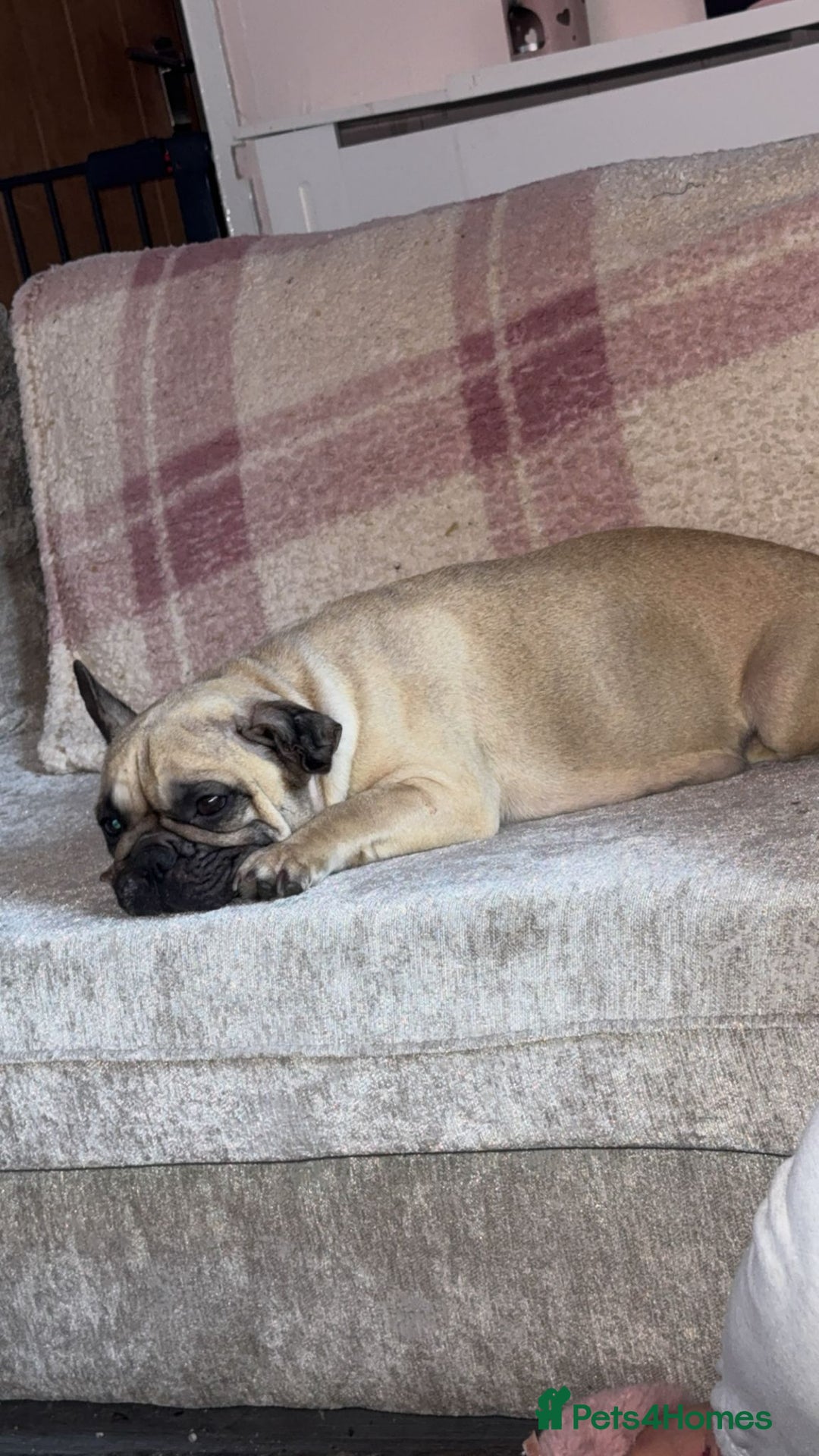 Frug dogs for sale: Frug puppies - Advert 2