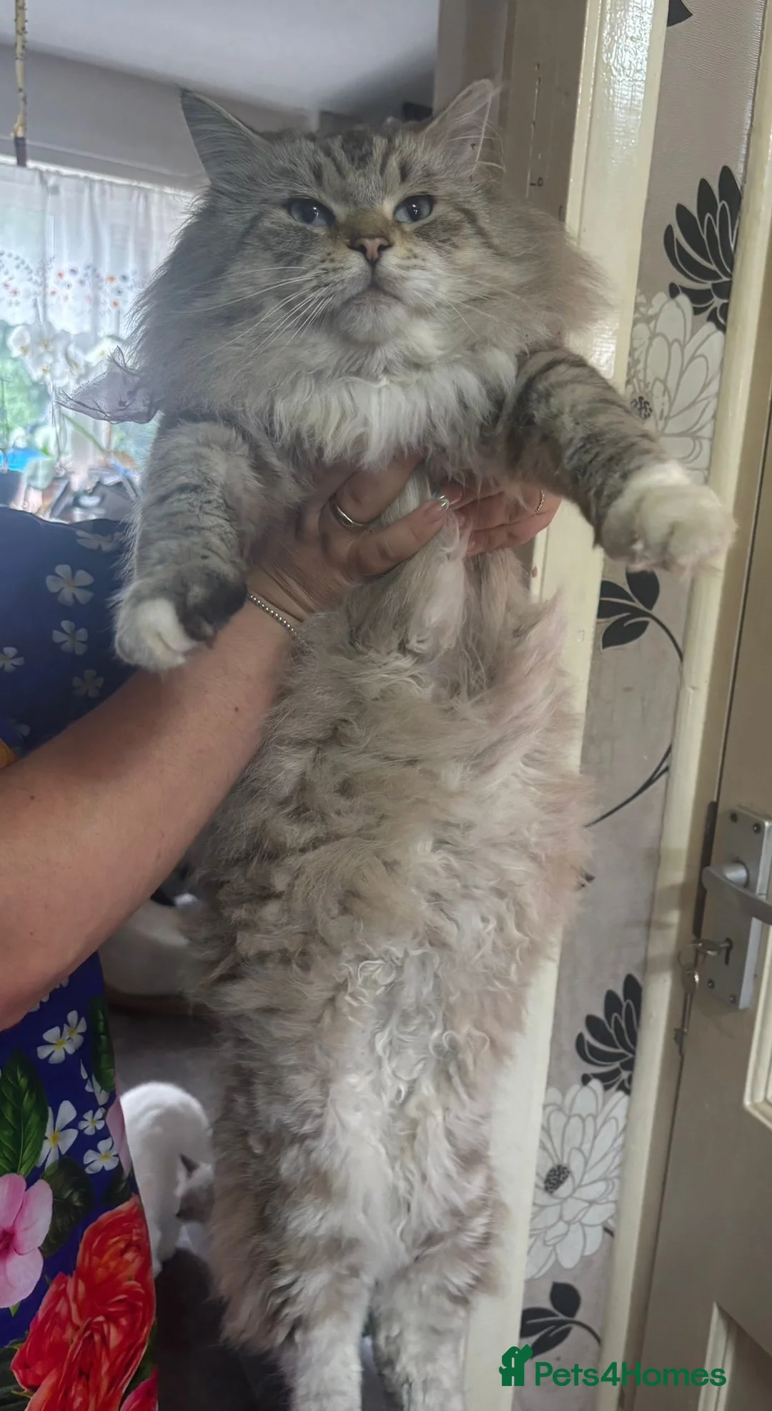 Ragdoll cats for sale: Beautiful female Ragdoll for sale  - Advert 11