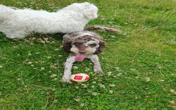 Cockapoo dogs for sale: Brown merle cockapoo girl 1 year 7 months old - Image 12