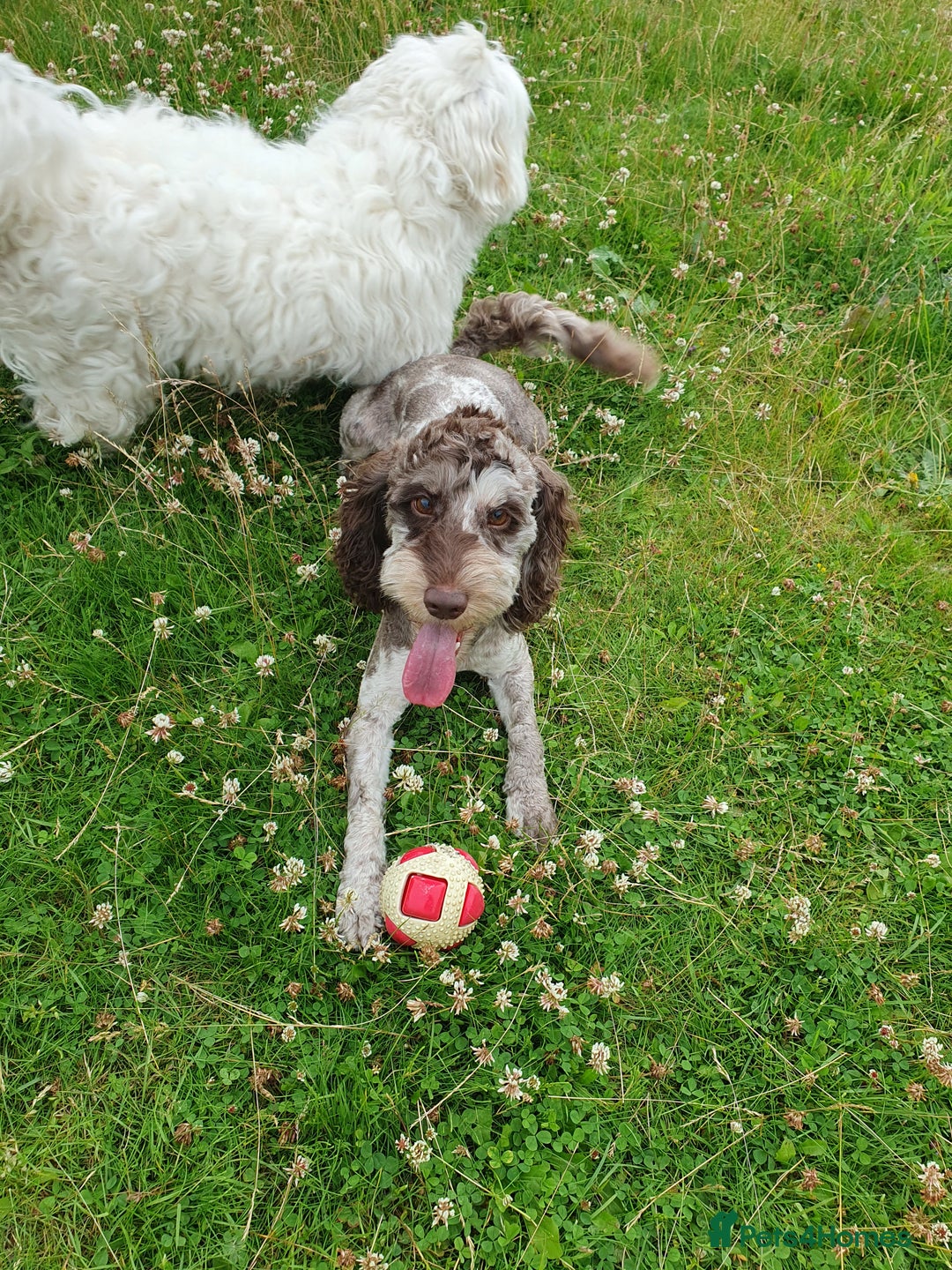 Cockapoo dogs for sale: Brown merle cockapoo girl 1 year 7 months old - Image 12