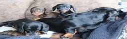 Miniature Dachshund dogs for sale: Beautiful miniature dachshund puppies  - Advert 26