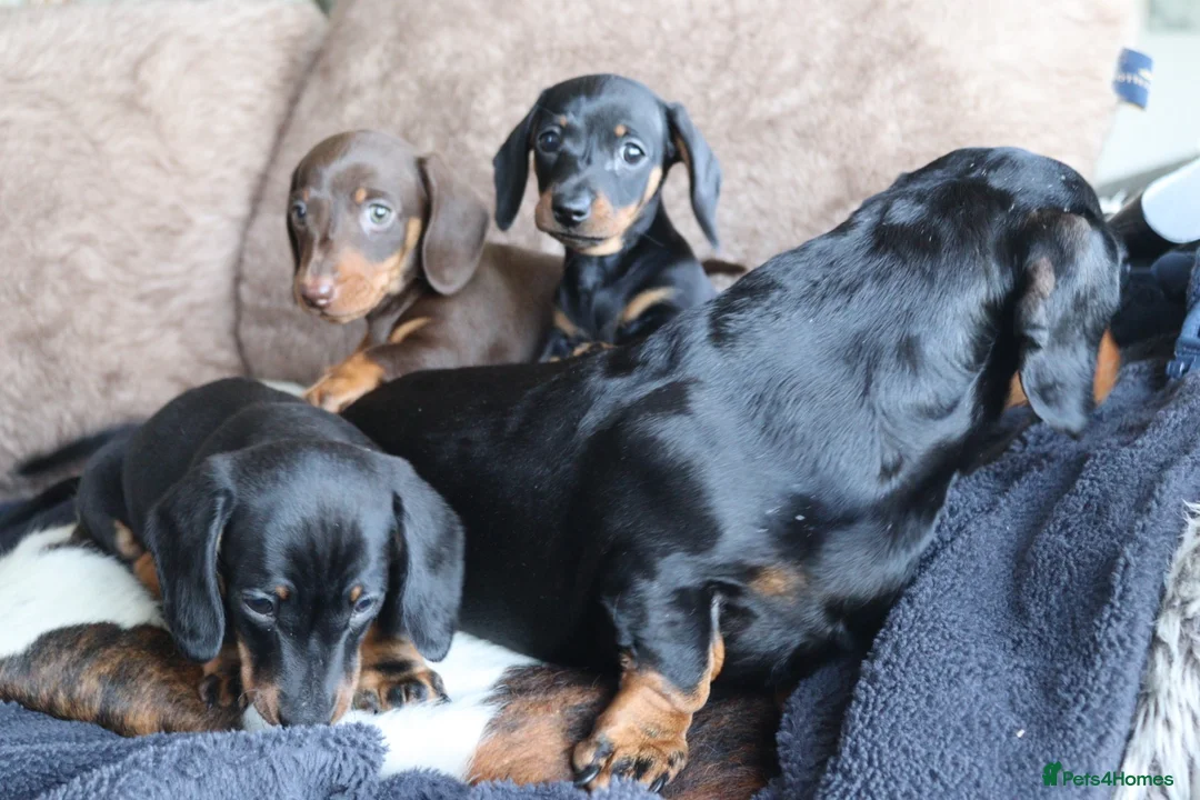 Miniature Dachshund dogs for sale: Beautiful miniature dachshund puppies  - Advert 26