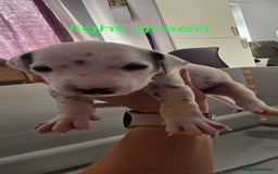 Dalmatian dogs for sale: Ready to leave 17th august in Banbury - Image 13