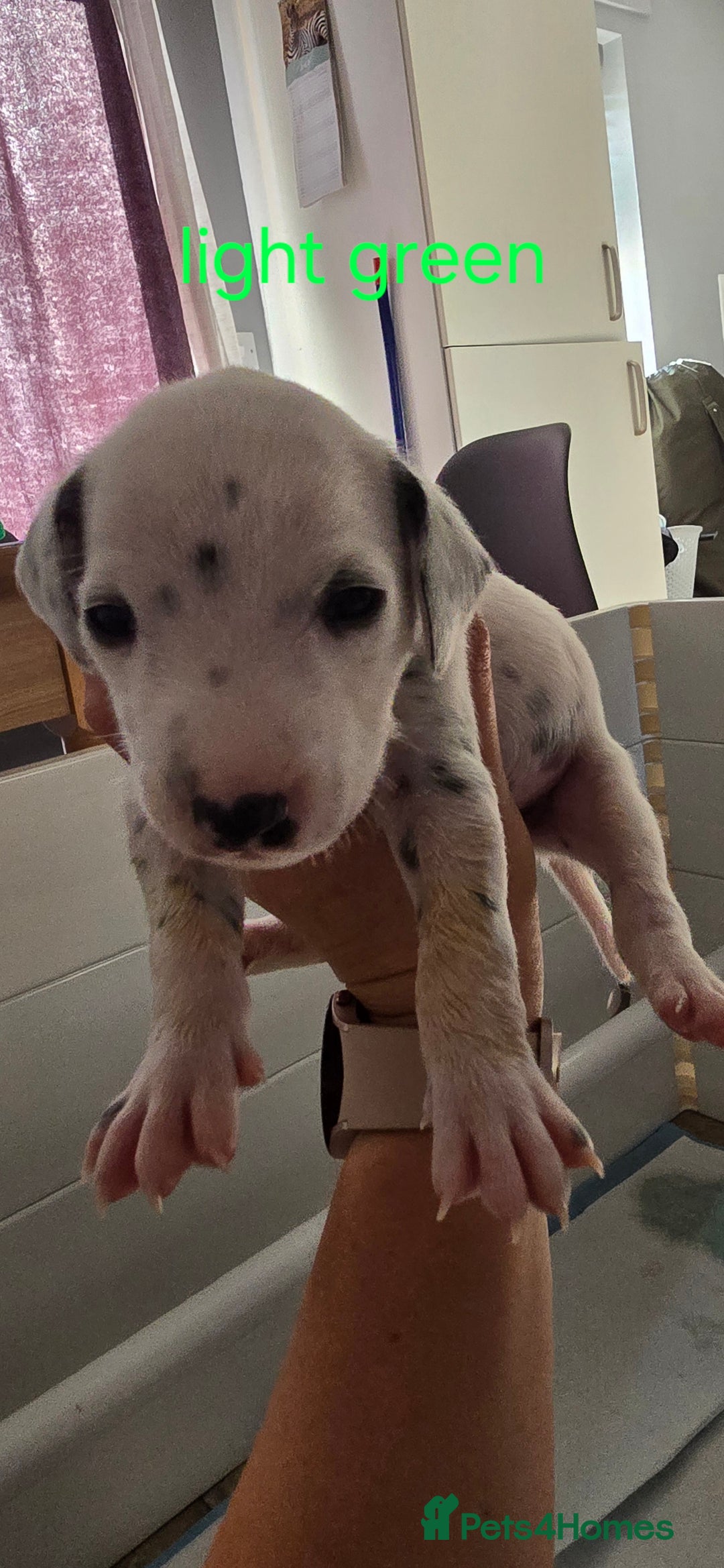 Dalmatian dogs for sale: Ready to leave 17th august in Banbury - Image 13