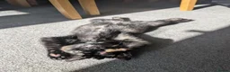 Mixed Breed cats for sale: Cats for sale - Advert 29
