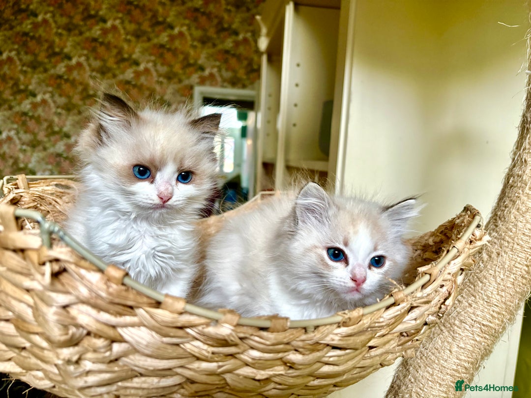 Ragdoll cats for sale: Ragdoll kittens purebred - Image 6