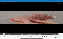 Guinea Pig rodents for sale: Skinnys Werewolfs & Lakelands Available Ready Now - Image 16