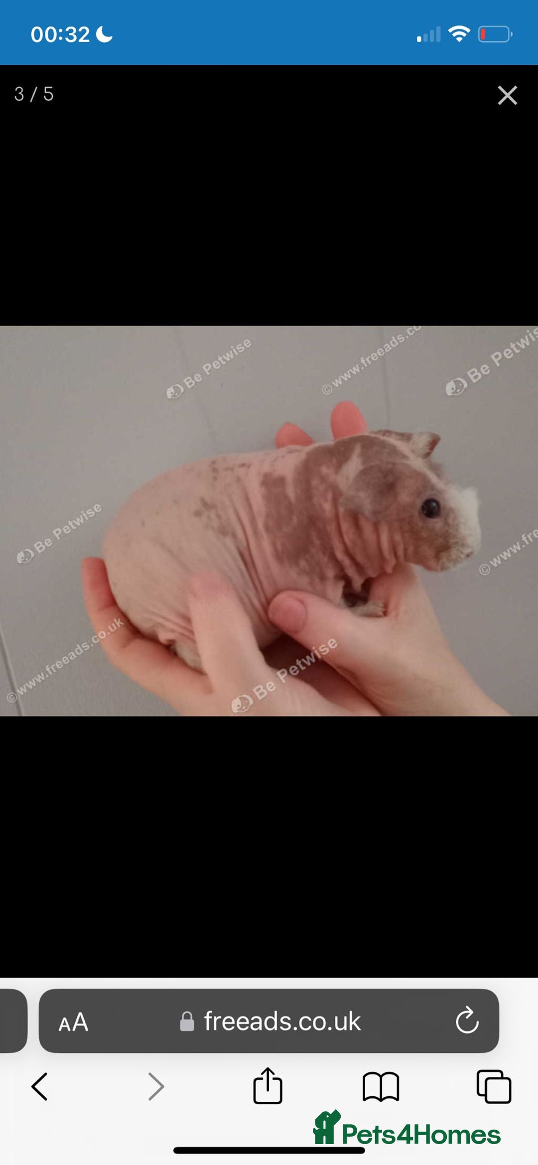 Guinea Pig rodents for sale: Skinnys Werewolfs & Lakelands Available Ready Now - Image 16