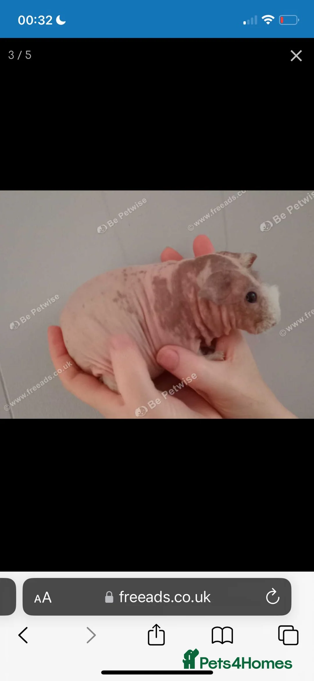 Guinea Pig rodents for sale: Skinnys Werewolfs & Lakelands Available Ready Now - Advert 14