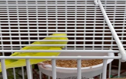 Budgerigars birds for sale: Budgies for sale - Image 3