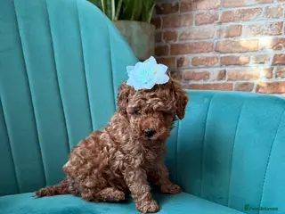 Toy Poodle dogs Tiny Red toy 🧸 poodle ✨❤️ - Advert 13