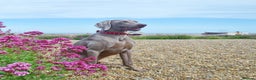 Weimaraner dogs for stud: 🔥super stud🔥Hipscored🔥KC reg in Woodbridge - Advert 2