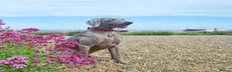 Weimaraner dogs for stud: 🔥super stud🔥Hipscored🔥KC reg in Woodbridge - Advert 2