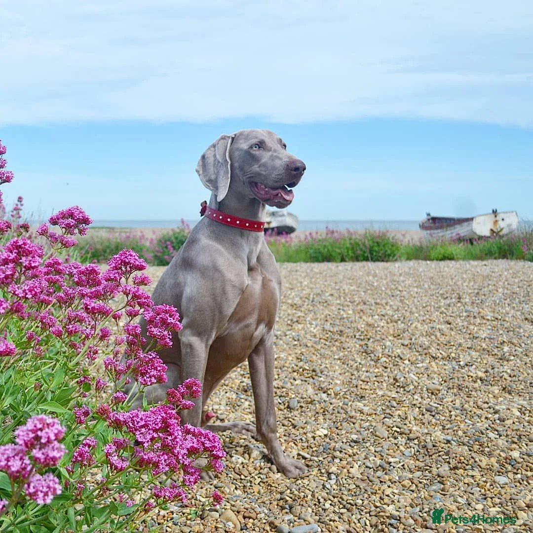 Weimaraner dogs for stud: 🔥super stud🔥Hipscored🔥KC reg in Woodbridge - Advert 2
