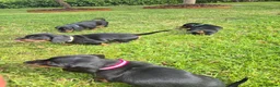 Miniature Dachshund dogs for sale: 🐾 Beautiful Miniature Dachshund Puppies 🐾 - Advert 3