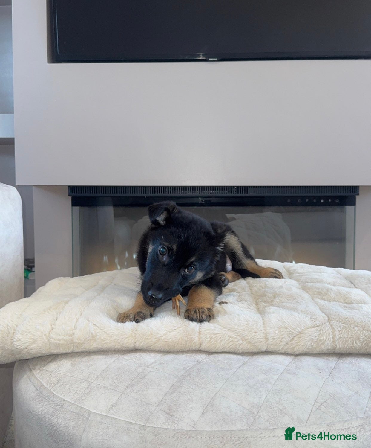 German Shepherd dogs German shepherd puppy - Advert 17