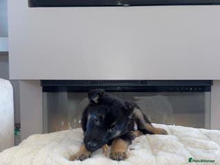 German Shepherd dogs German shepherd puppy - Advert 17