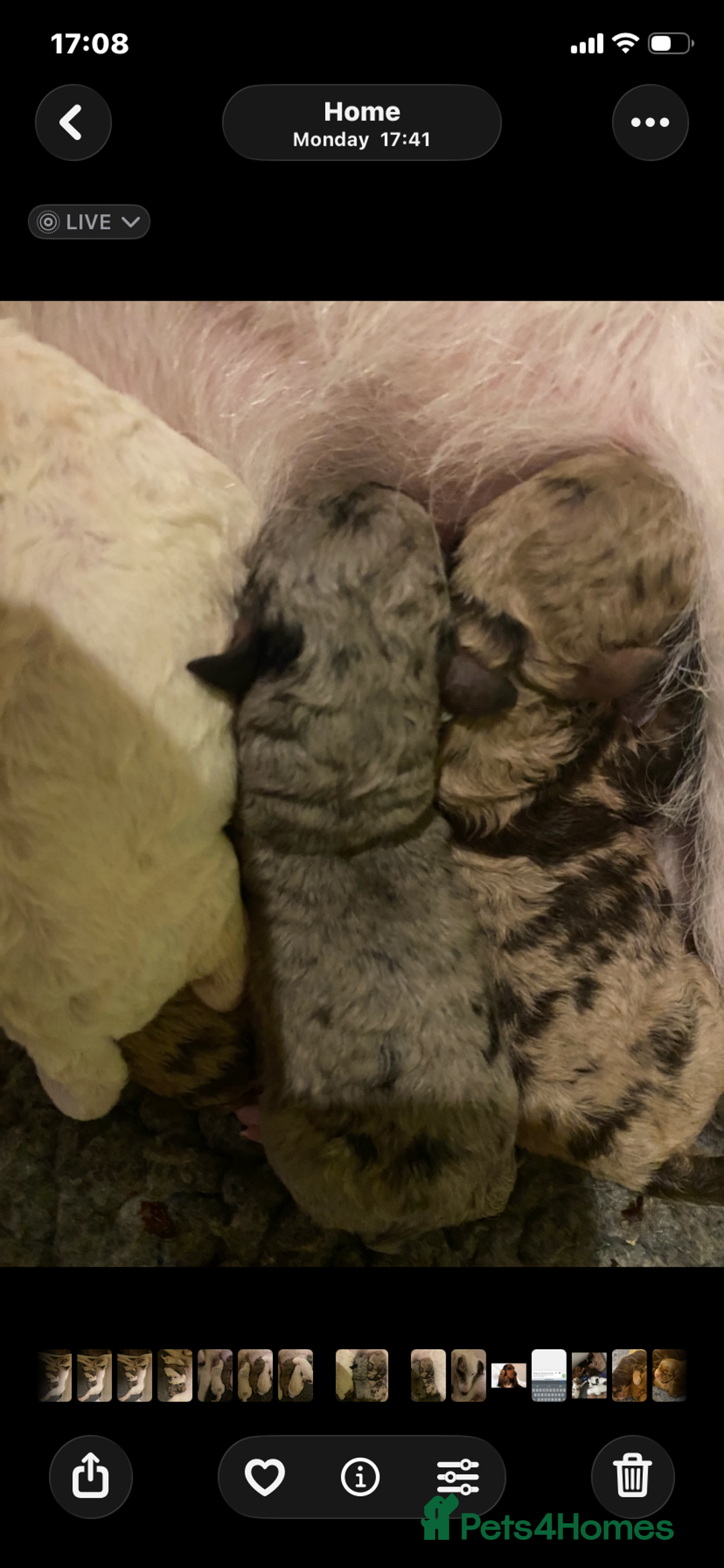 Labradoodle dogs for sale: Australian Labradoodle Puppies - Advert 4