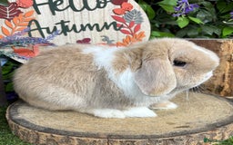 Mini Lop rabbits for sale: 🌟PURE BRED PEDIGREE MINI LOPS🌟 - Image 8