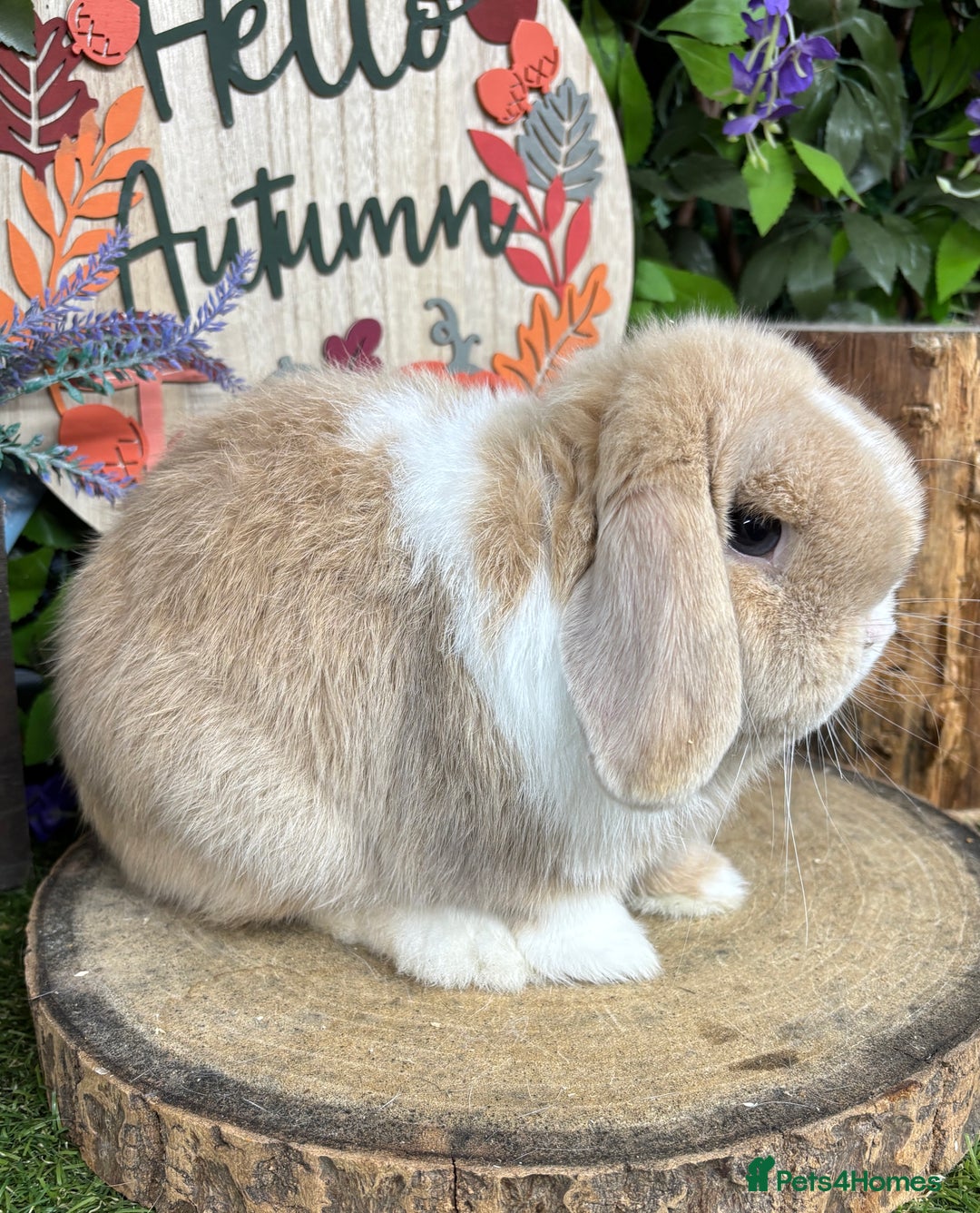Mini Lop rabbits for sale: 🌟PURE BRED PEDIGREE MINI LOPS🌟 - Image 8