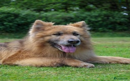 German Shepherd dogs for sale: ❤️KC HEALTH TESTED PARENTS ❤️ - Image 24