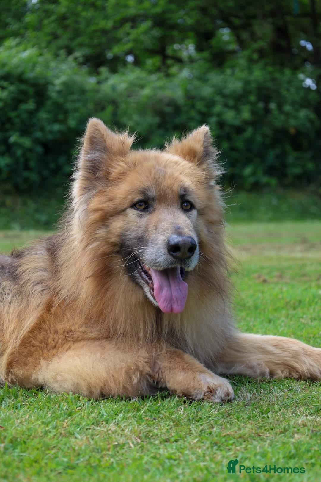 German Shepherd dogs for sale: ❤️KC HEALTH TESTED PARENTS ❤️ - Image 24