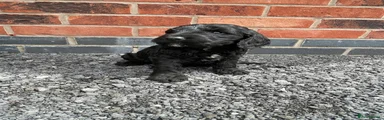 Cockapoo 1