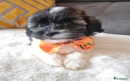 Shihpoo dogs for sale: Adorable little Shihpoo's, sold fully vaccinated - Image 8