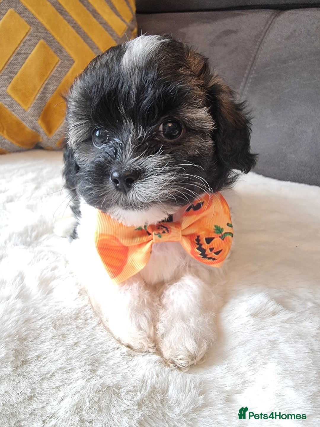 Shihpoo dogs for sale: Adorable little Shihpoo's, sold fully vaccinated - Image 8