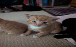 British Shorthair cats for sale: Kittens from loving country cottage home - Image 3