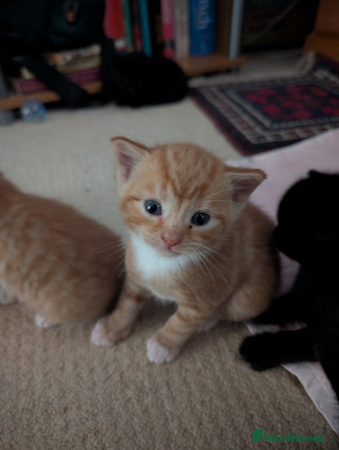 British Shorthair cats for sale: Kittens from loving country cottage home - Image 3